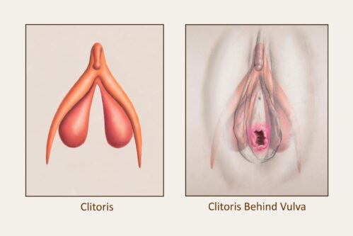 perineum, clitoris, Vicki Hobbs, Back to Basics Birthing, episiotomy, medio-lateral episiotomy, female urogenital triangle