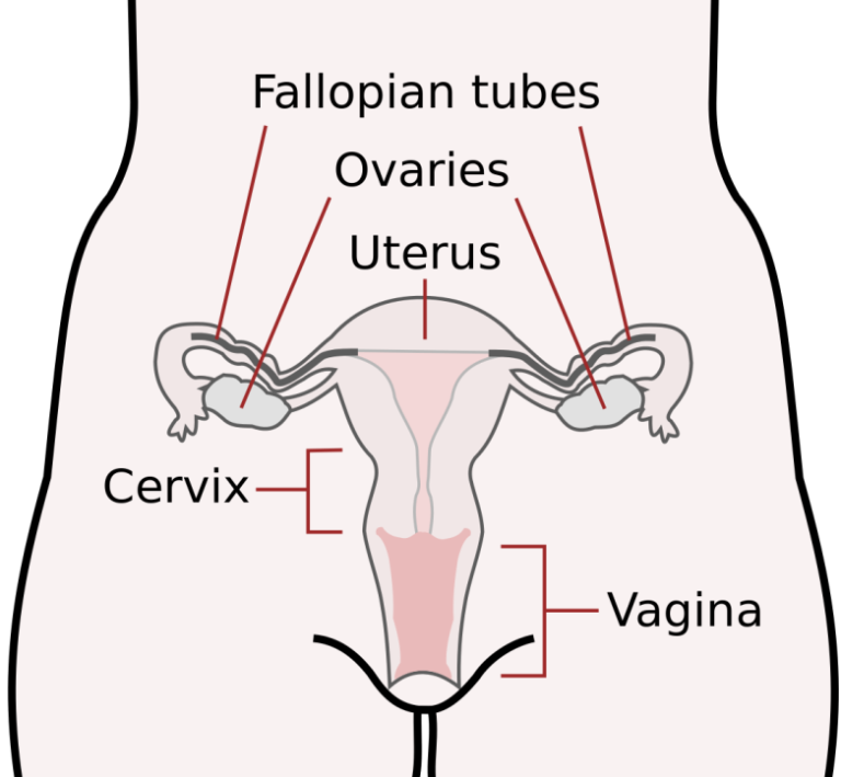 what-is-effacement-and-dilation-of-the-cervix-back-to-basics-birthing